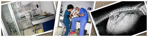 Vetestudio Studio Veterinario Schio Vicenza Vetestudio Studio Veterinario Schio Vicenza