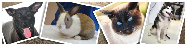 Vetestudio Studio Veterinario Schio Vicenza Vetestudio Studio Veterinario Schio Vicenza