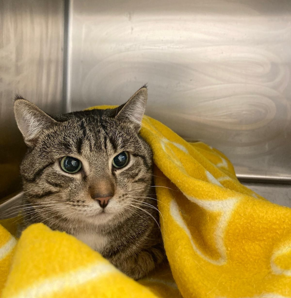 Un gatto soriano con gli occhi verdi riposa sotto una coperta gialla all'interno di un recinto metallico, guardando leggermente di lato.
