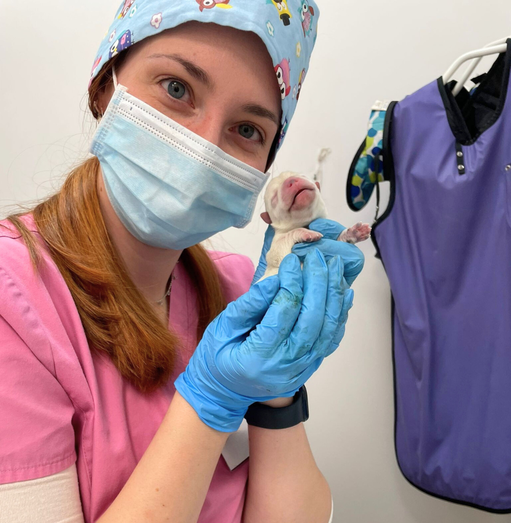 Un veterinario con un camice rosa, un berretto colorato e una maschera facciale tiene delicatamente un cucciolo appena nato tra le mani guantate di blu. Gli occhi del cucciolo sono chiusi. Sullo sfondo è appeso un giubbotto protettivo viola.