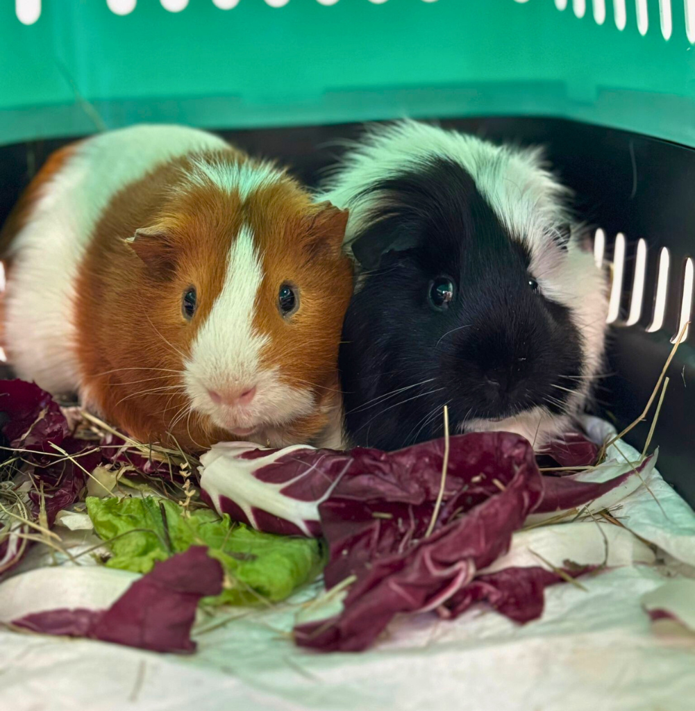 animali-non-convenzionali-guinea-pig-veterinario-schio Due porcellini d'India, uno bianco e marrone e l'altro bianco e nero, sono seduti vicini in un trasportino con lattuga rossa tagliuzzata, foglie verdi e fieno su un tappetino bianco.
