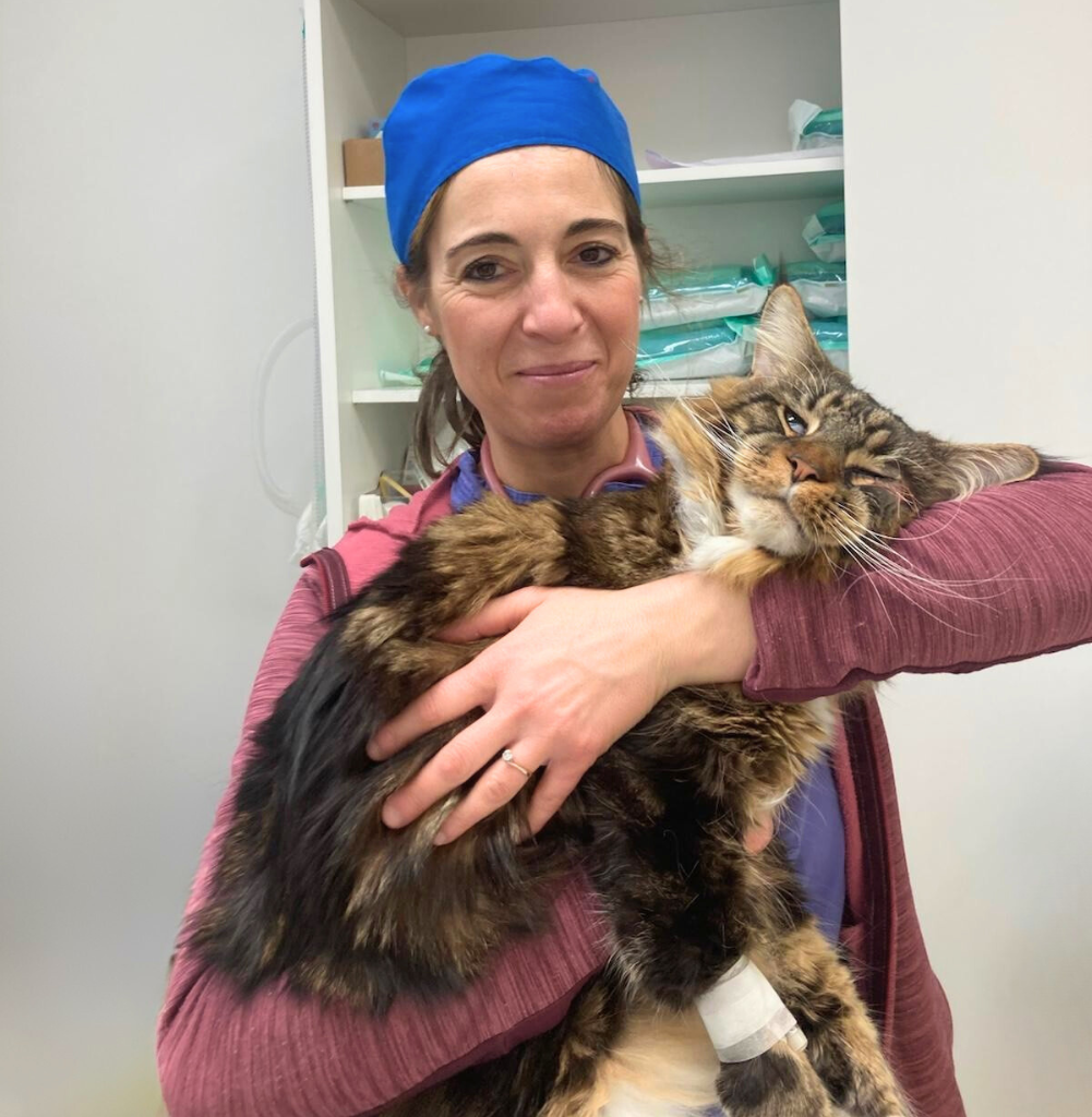 Una donna con un berretto blu e una giacca marrone sorride mentre tiene in braccio un grosso gatto Maine Coon rilassato con una zampa fasciata in quella che sembra essere una clinica veterinaria.