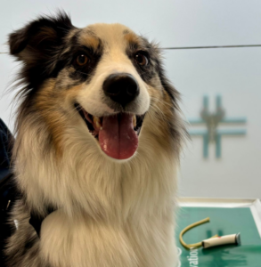 Un cane felice e soffice dal manto tricolore siede in casa, con la bocca aperta e la lingua fuori. Sullo sfondo, un tavolo da visita veterinario verde e uno strumento medico.