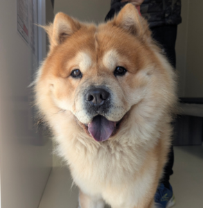 Un cane Chow Chow, soffice e abbronzato, con una folta criniera, sta in casa, rivolto verso la telecamera con la bocca aperta e la lingua leggermente fuori. Sullo sfondo è parzialmente visibile una persona.