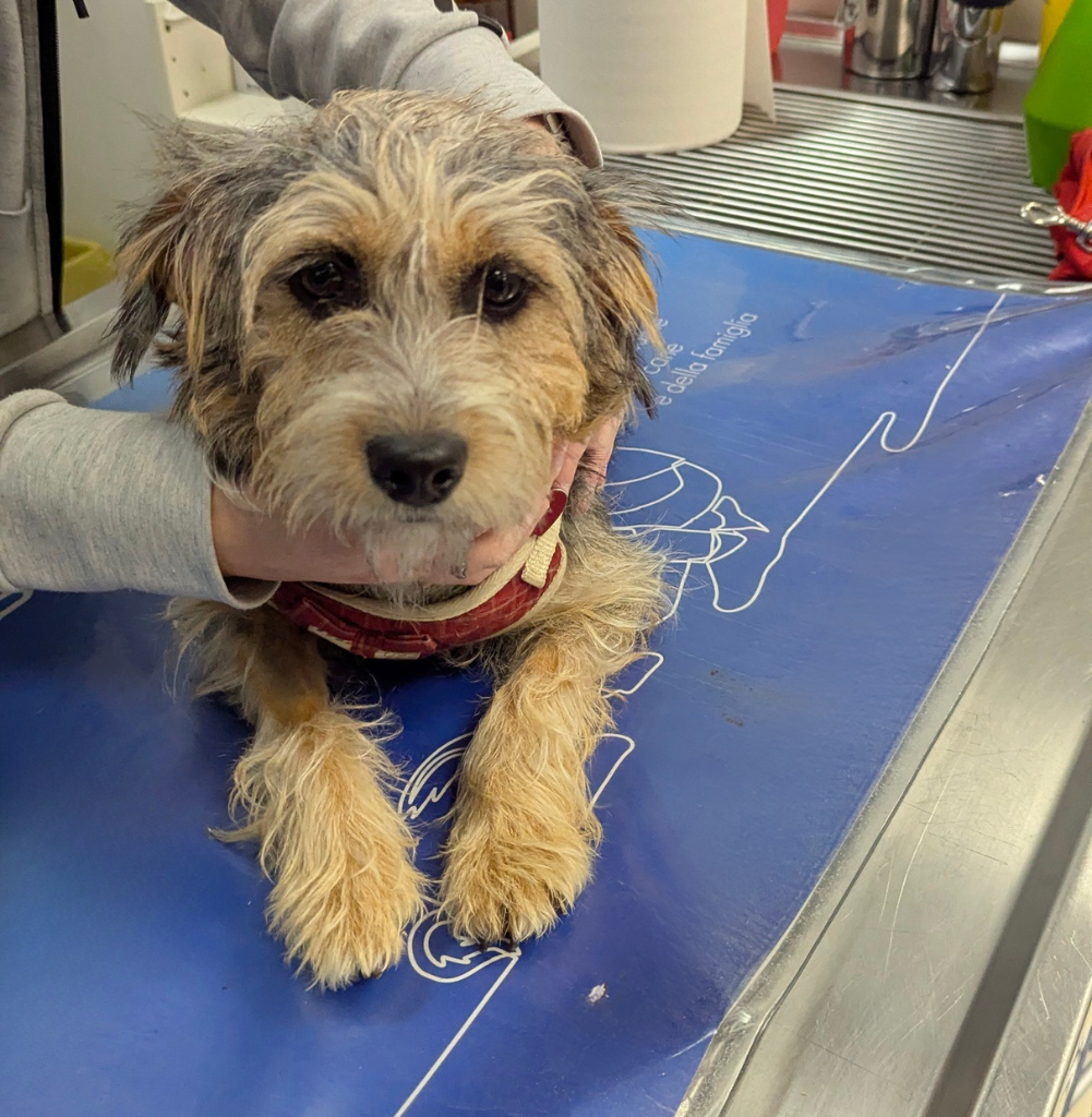 cane-controllo-ambulatorio-veterinario-schio Un piccolo e trasandato cane marrone con segni bianchi siede su un tavolo da visita blu, tenuto delicatamente da una persona in manica grigia, probabilmente in una clinica veterinaria.