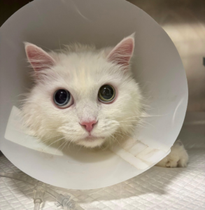 Un soffice gatto bianco con occhi azzurri, uno dei quali sembra annebbiato, indossa un collare a cono di plastica. Il gatto guarda in alto con occhi spalancati, appoggiando la testa su una superficie bianca strutturata.