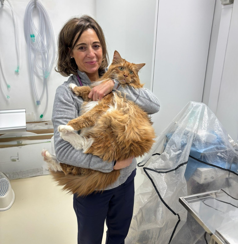 gatto-cura-ambulatorio-veterinario-schio Una donna con un maglione grigio si trova in una clinica veterinaria e sorride mentre tiene in braccio un gatto arancione molto grande e soffice. Sullo sfondo sono visibili attrezzature e forniture mediche.