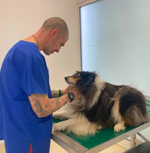 Un veterinario in camice blu esamina delicatamente un cane a pelo lungo bianco e nero disteso su un tavolo da visita in una luminosa clinica veterinaria.